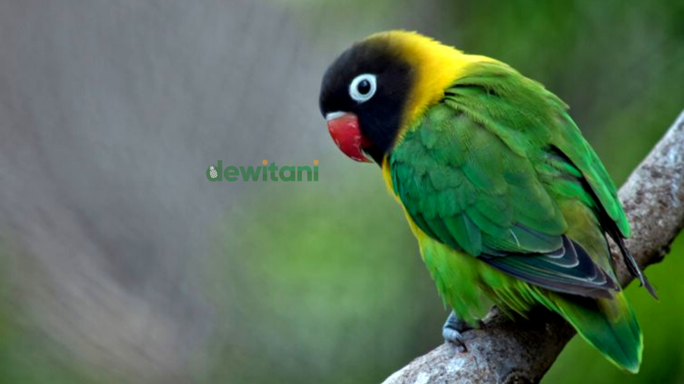 Detail Habitat Lovebird Di Alam Liar Nomer 29