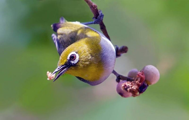 Detail Habitat Lovebird Di Alam Liar Nomer 46