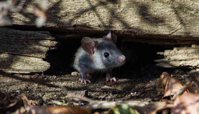 Detail Hadits Tentang Tikus Di Rumah Nomer 50