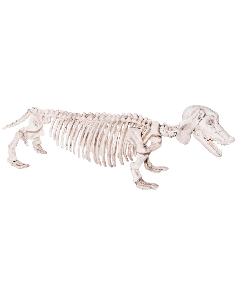 Detail Halloween Dachshund Dog Skeleton Nomer 5