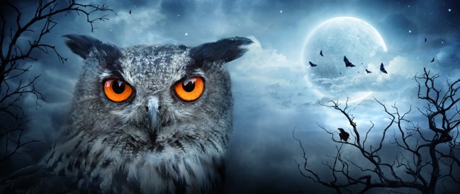 Detail Halloween Owls Wallpaper Nomer 4