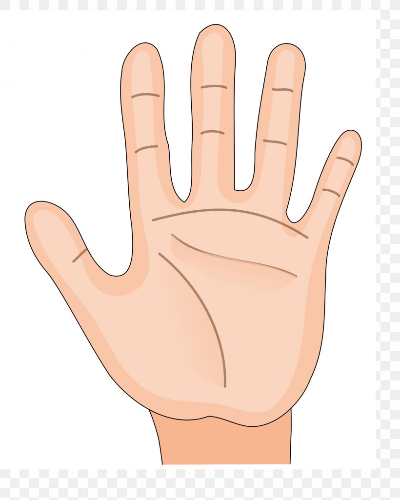 Detail Hand Palm Clipart Nomer 12