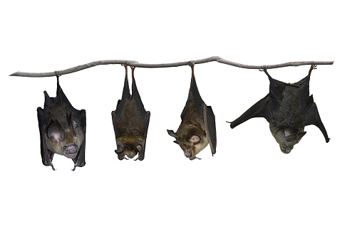 Detail Hanging Bat Png Nomer 3