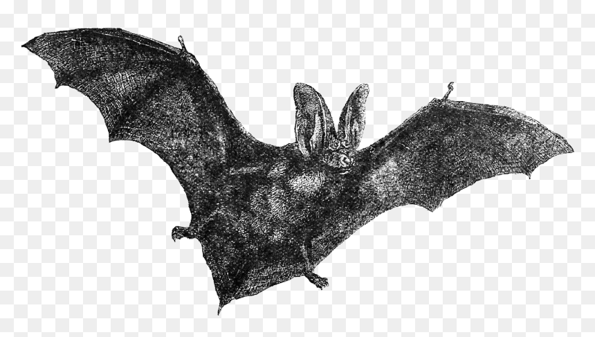 Detail Hanging Bat Png Nomer 26