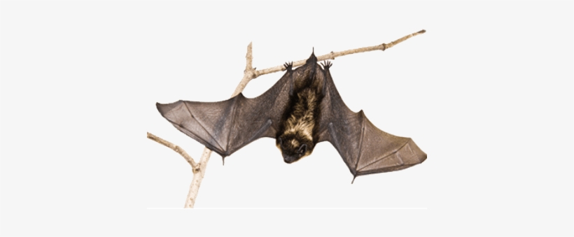 Detail Hanging Bat Png Nomer 4