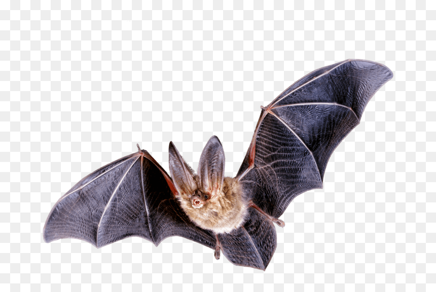 Detail Hanging Bat Png Nomer 34