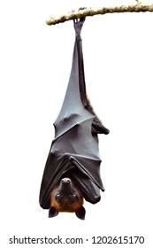 Detail Hanging Bat Png Nomer 6