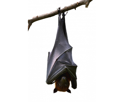 Detail Hanging Bat Png Nomer 51