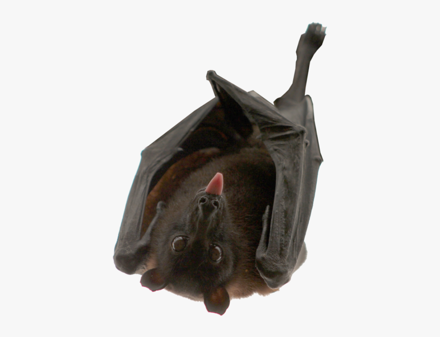 Detail Hanging Bat Png Nomer 8