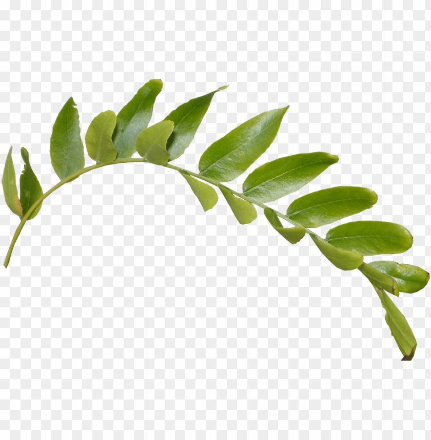 Detail Hanging Leaves Png Nomer 41