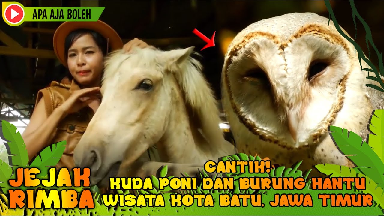 Detail Hantu Kuda Poni Nomer 14