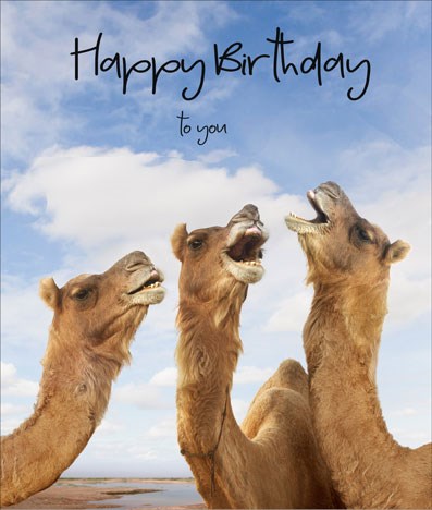 Detail Happy Birthday Camel Images Nomer 11