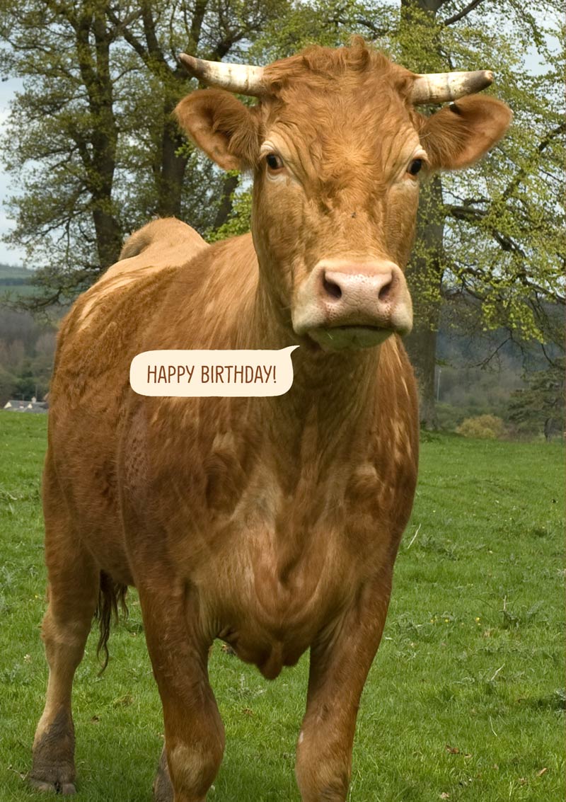 Detail Happy Birthday Cow Images Nomer 22