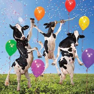Detail Happy Birthday Cow Images Nomer 4