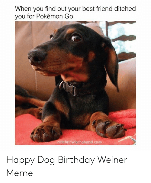 Detail Happy Birthday Dachshund Meme Nomer 49