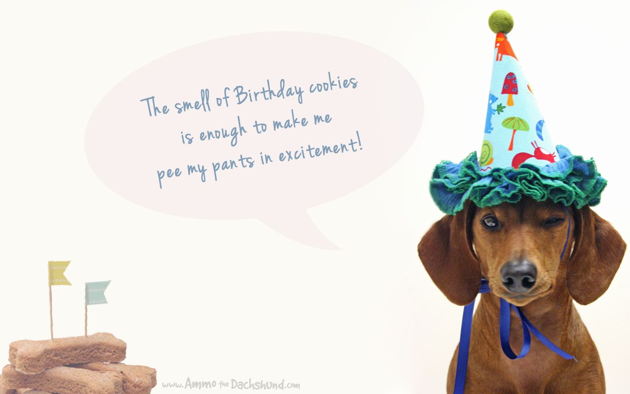 Detail Happy Birthday Dachshund Pictures Nomer 14