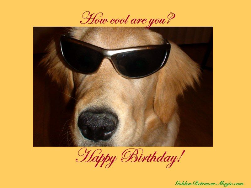 Download Happy Birthday Dog Images Free Nomer 2