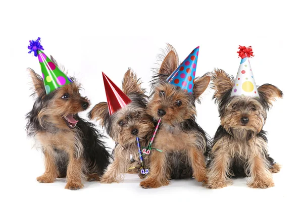 Detail Happy Birthday Dog Images Free Nomer 11