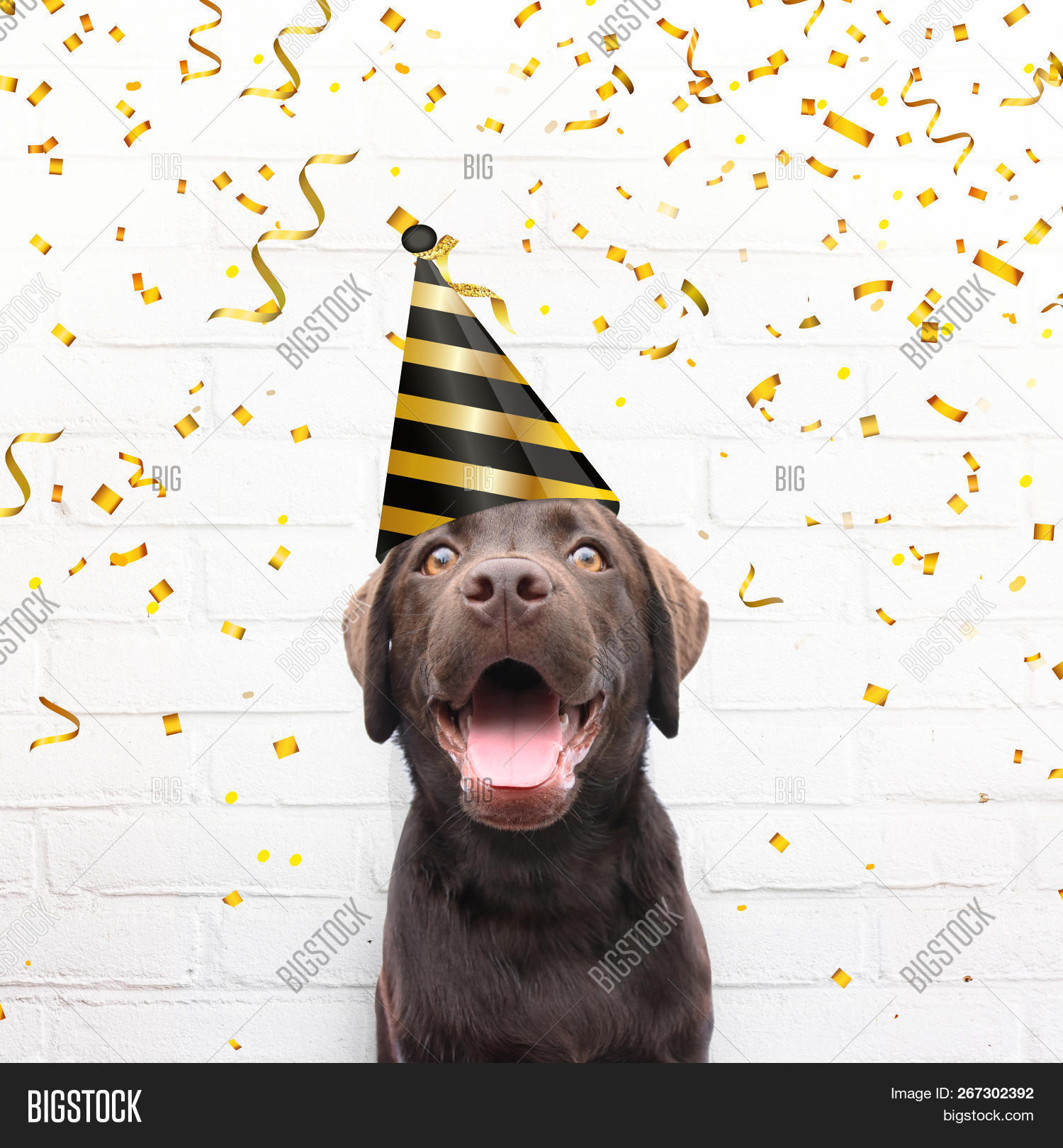 Detail Happy Birthday Dog Images Free Nomer 22