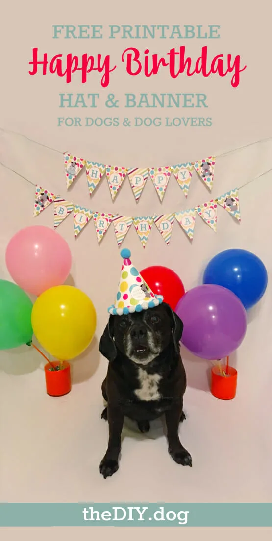 Detail Happy Birthday Dog Images Free Nomer 41
