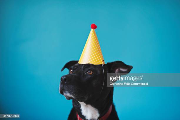 Detail Happy Birthday Dog Images Free Nomer 49