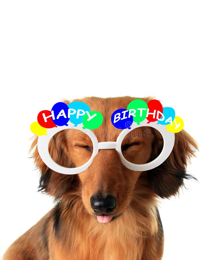 Detail Happy Birthday Dog Images Free Nomer 8