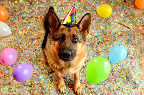 Detail Happy Birthday German Shepherd Meme Nomer 21