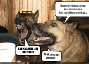 Detail Happy Birthday German Shepherd Meme Nomer 28