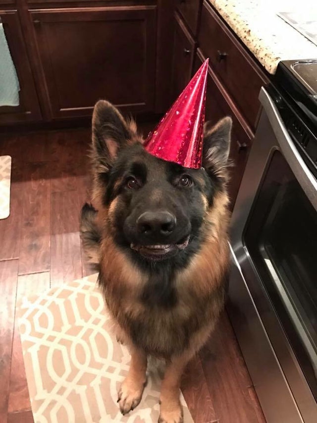 Detail Happy Birthday German Shepherd Meme Nomer 39