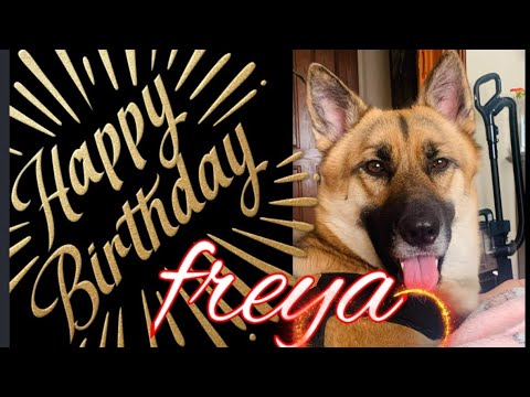 Detail Happy Birthday German Shepherd Meme Nomer 41