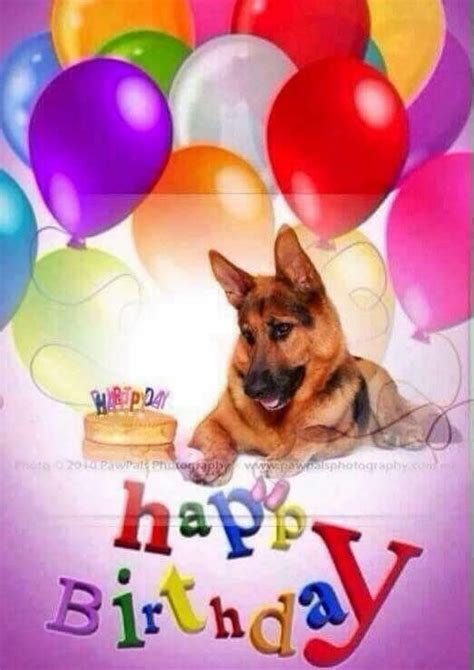 Detail Happy Birthday German Shepherd Meme Nomer 6