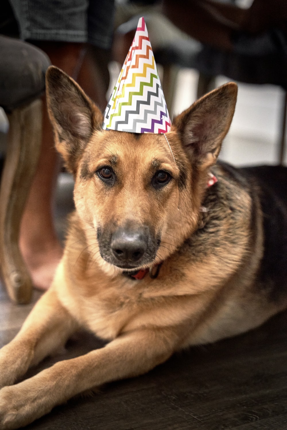 Detail Happy Birthday German Shepherd Meme Nomer 51