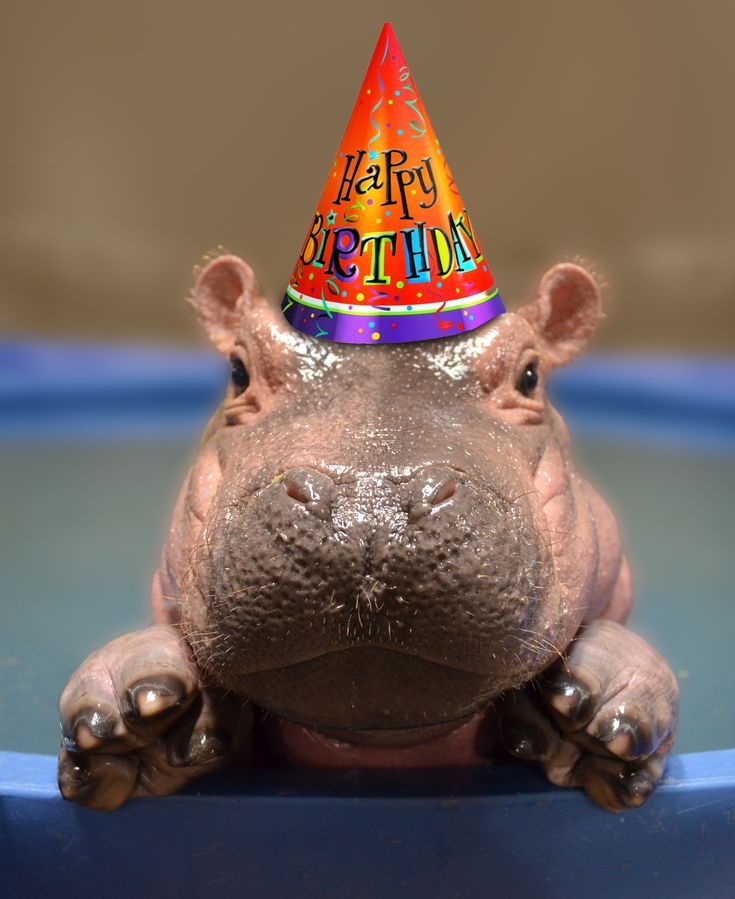 Detail Happy Birthday Hippo Meme Nomer 2