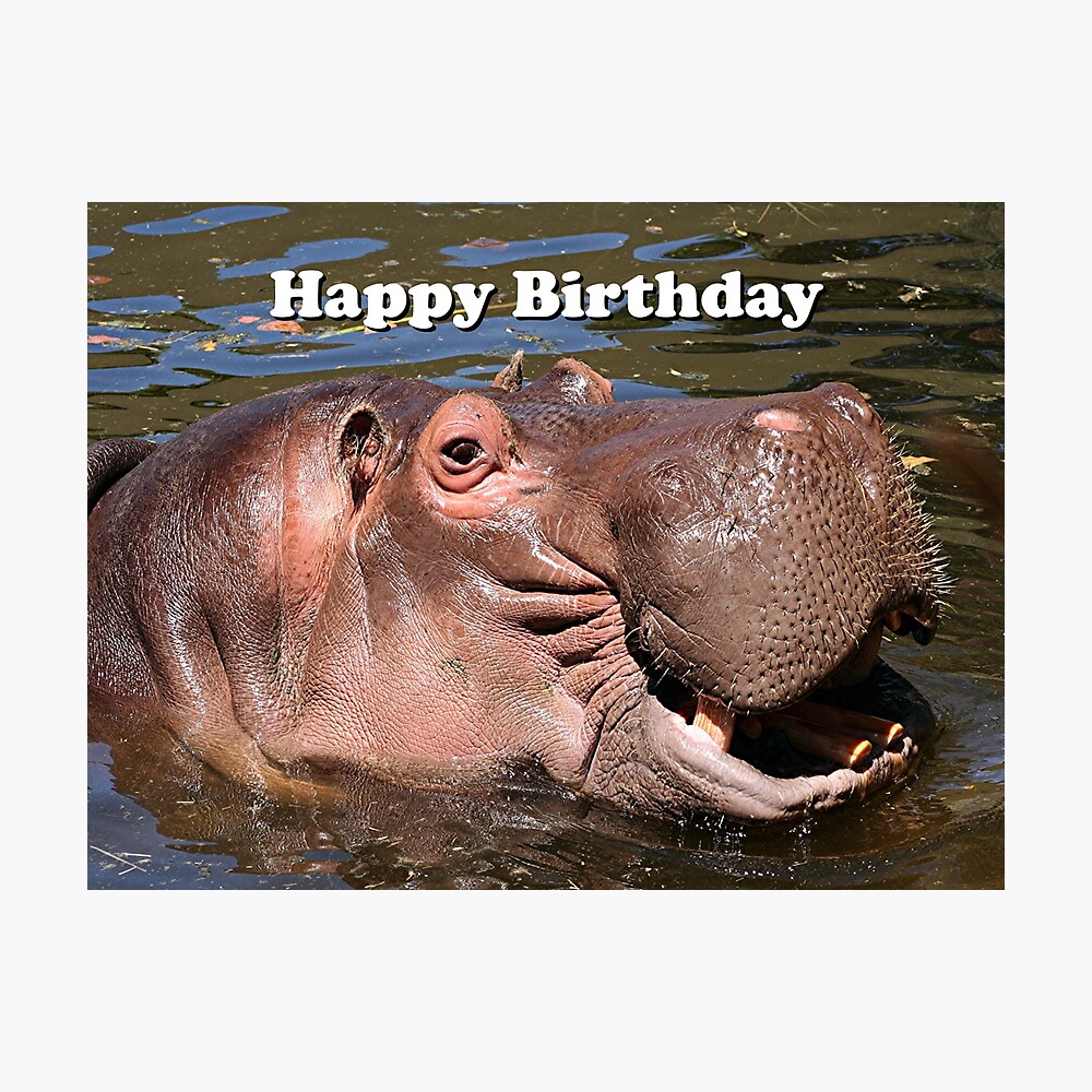 Detail Happy Birthday Hippo Meme Nomer 13