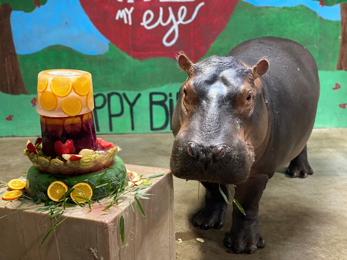 Detail Happy Birthday Hippo Meme Nomer 40
