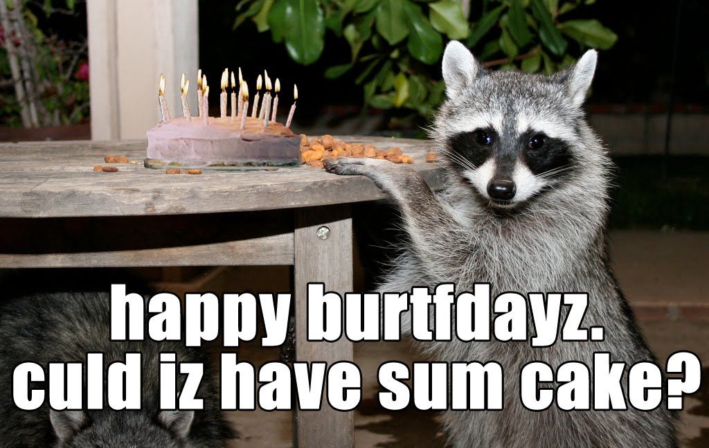 Detail Happy Birthday Raccoon Images Nomer 23