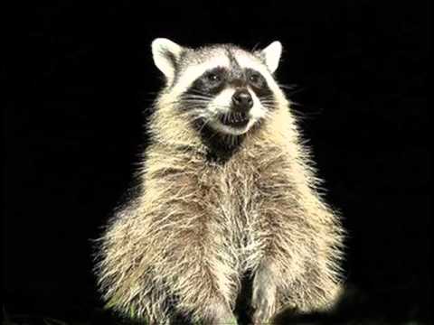 Download Happy Birthday Raccoon Images Nomer 52