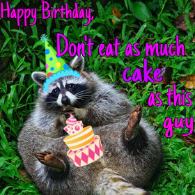 Detail Happy Birthday Raccoon Images Nomer 8