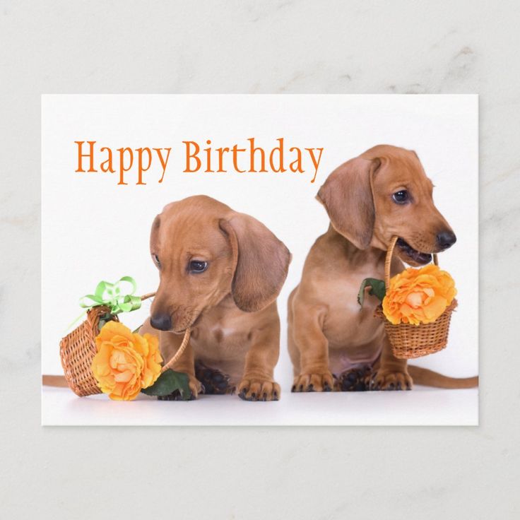 Detail Happy Birthday Weiner Dog Images Nomer 22