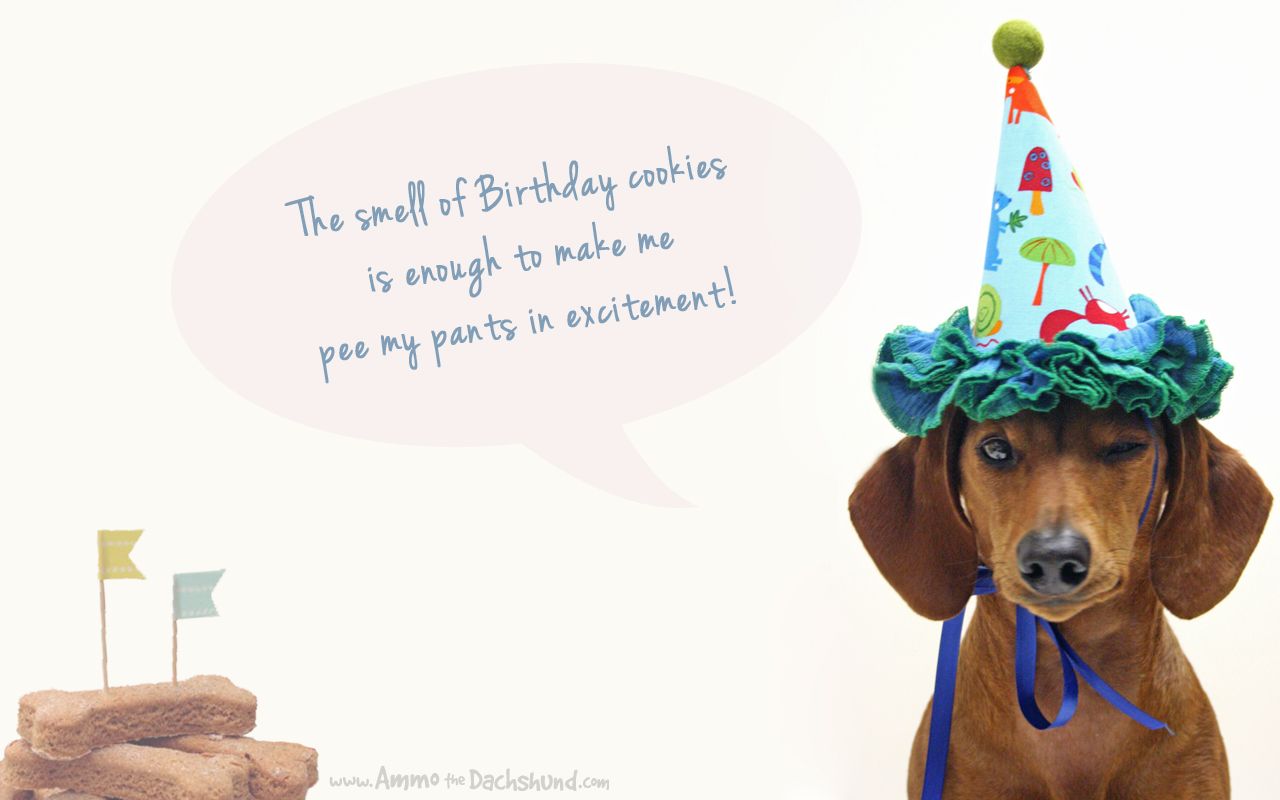 Detail Happy Birthday Weiner Dog Images Nomer 37