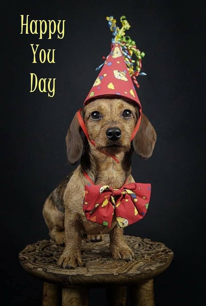 Detail Happy Birthday Weiner Dog Images Nomer 44