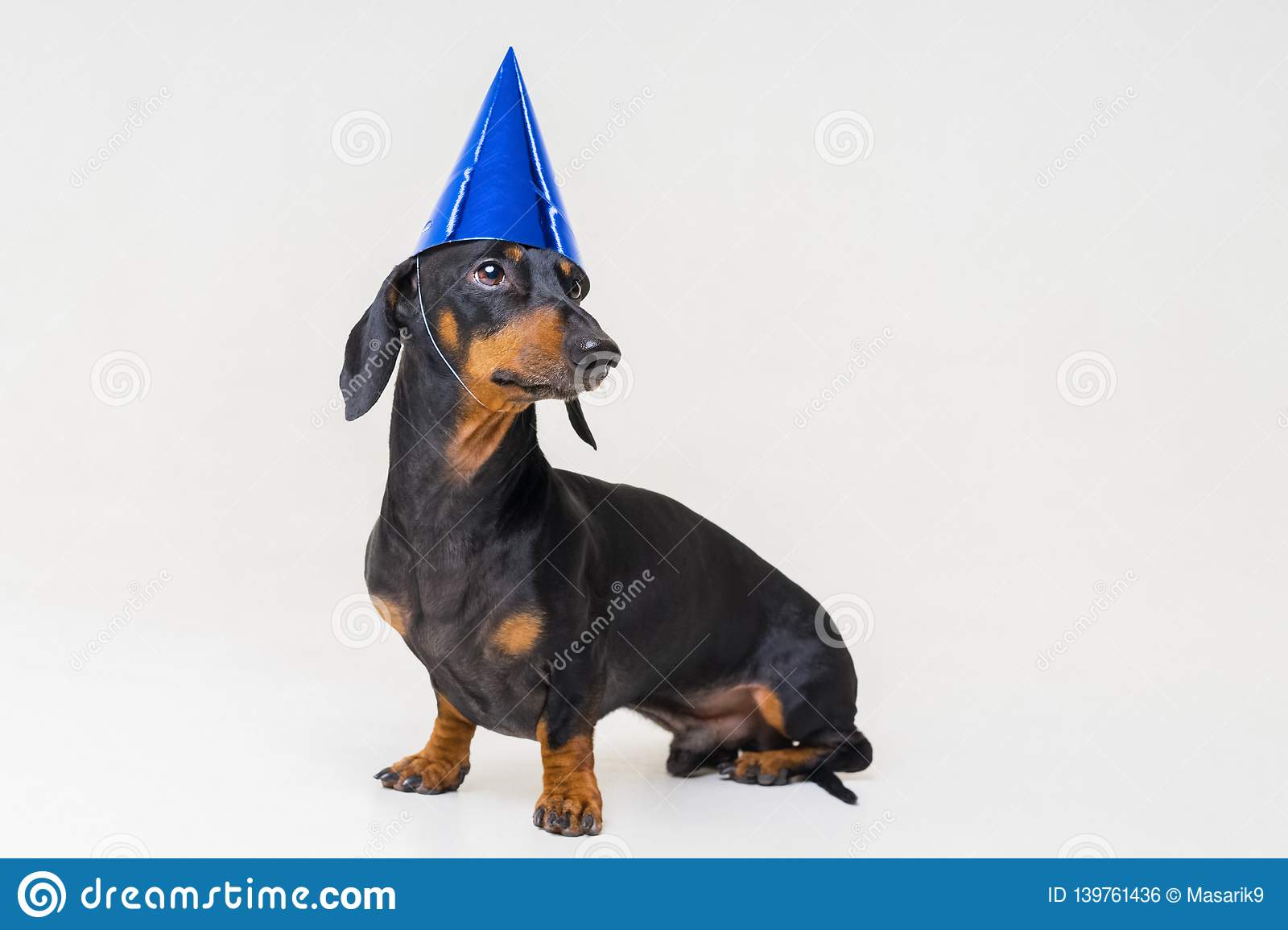 Detail Happy Birthday Weiner Dog Images Nomer 46