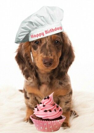 Detail Happy Birthday Weiner Dog Images Nomer 49