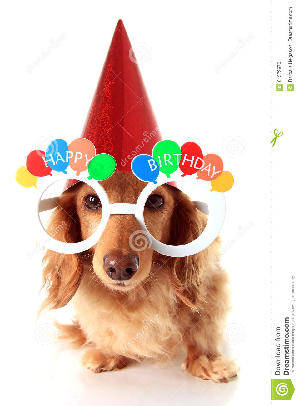 Detail Happy Birthday Wiener Dog Images Nomer 19