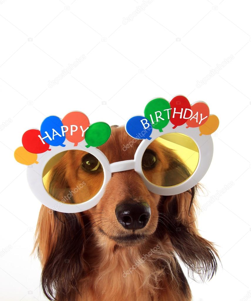 Detail Happy Birthday Wiener Dog Images Nomer 23