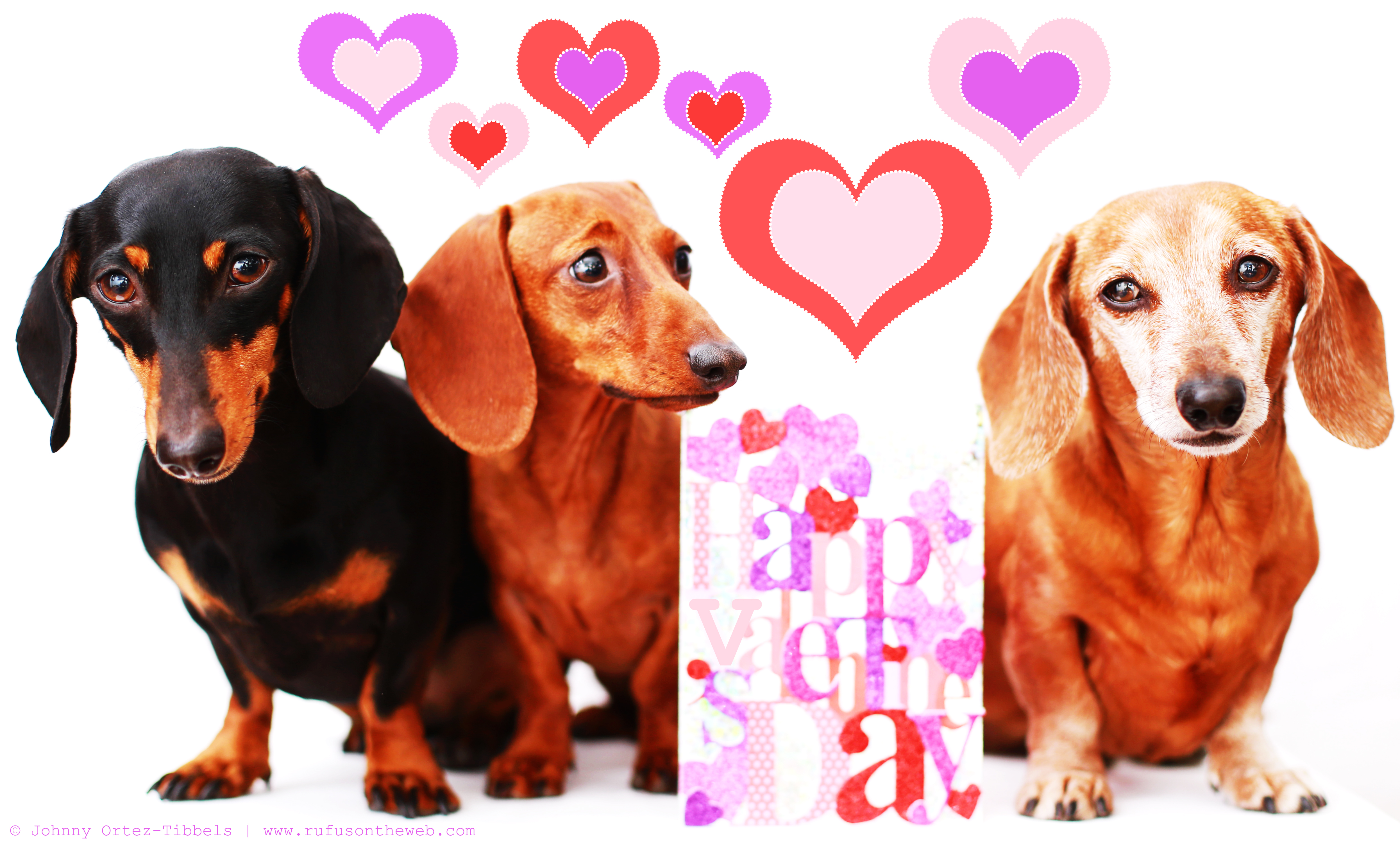 Detail Happy Valentines Day Dachshund Images Nomer 14