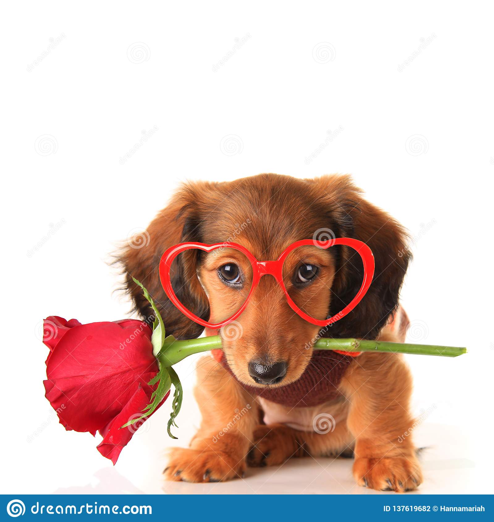 Detail Happy Valentines Day Dachshund Images Nomer 28