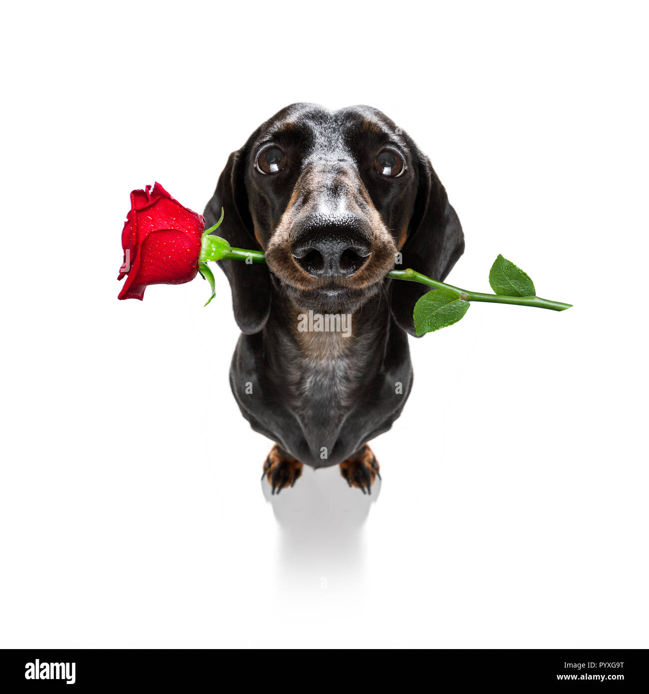 Detail Happy Valentines Day Dachshund Images Nomer 31