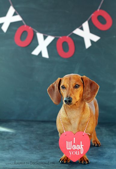 Detail Happy Valentines Day Dachshund Images Nomer 36