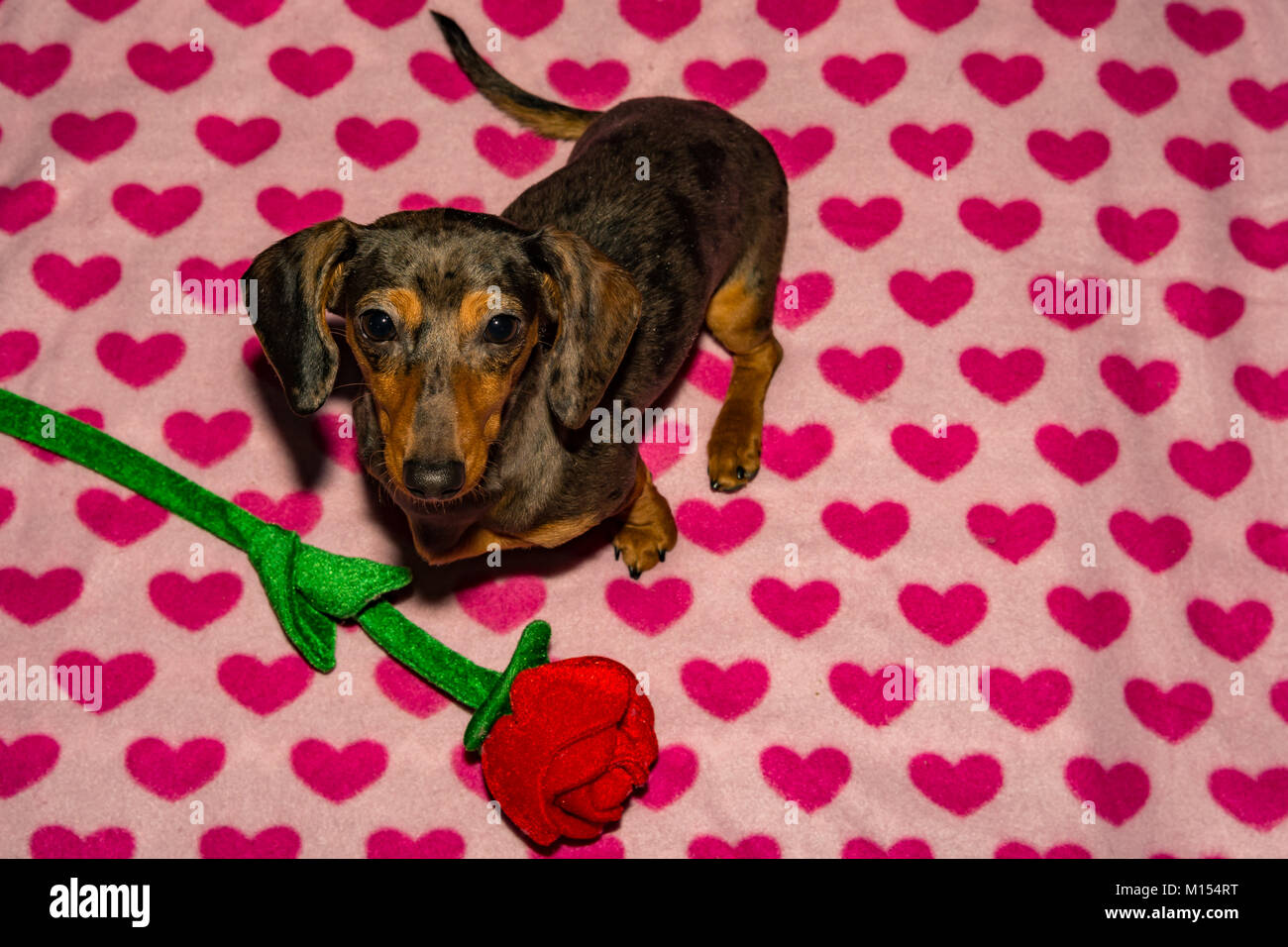 Detail Happy Valentines Day Dachshund Images Nomer 43